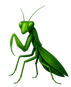 Mantis